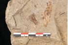 Foto (Detailansicht) von Quercus palaeoilex Ettingshausen (NHMW-GEO-2024-0188-6369)